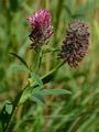 Purpur-Klee - Trifolium rubens L.