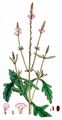 Vervain - Verbena officinalis L.