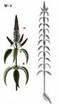 Strand-Ehrenpreis - Veronica longifolia L. 