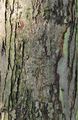Silver Maple - Acer saccharinum L.
