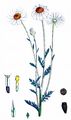 Corn Chamomile - Anthemis arvensis L.