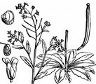 Acker-Schmalwand - Arabidopsis thaliana (L.) Heynh.