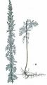 Pontischer Beifuß - Artemisia pontica L.