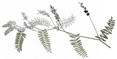 Kicher-Tragant - Astragalus cicer L.