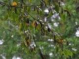 Downy Birch - Betula pubescens Ehrh.