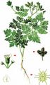 Small Bur-Parsley - Caucalis platycarpos L.