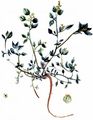 Stinking Goosefoot - Chenopodium vulvaria L.