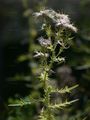 Gewöhnliche Kratzdistel - Cirsium vulgare (Savi) Ten.