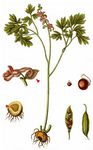 Hohler Lerchensporn - Corydalis cava (L.) Schweigg. & Körte 