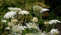 Wild Carrot - Daucus carota L. 