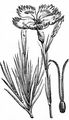 Cheddar Pink - Dianthus gratianopolitanus Vill.