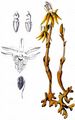 Ghost Orchid - Epipogium aphyllum Sw.