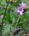 Gewöhnlicher Reiherschnabel - Erodium cicutarium (L.) L'Hér.