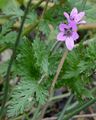 Common Stork's-Bill - Erodium cicutarium (L.) L'Hér.