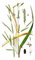 Floating Sweet-Grass - Glyceria fluitans (L.) R. Br.