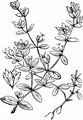 Trailing St John's-Wort - Hypericum humifusum L.