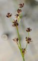 Glieder-Binse - Juncus articulatus L.