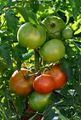 Tomato - Lycopersicon esculentum Mill.