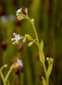 Woodland Forget-Me-Not - Myosotis nemorosa Besser
