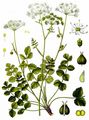 Burnet-Saxifrage - Pimpinella saxifraga L.