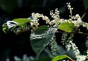 Japanese Knotweed - Reynoutria japonica Houtt.