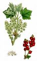 Red Currant - Ribes rubrum L.