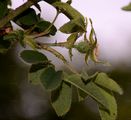 Sherard's Downy-Rose - Rosa sherardii Davies