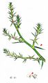 Prickly Saltwort - Salsola kali L.