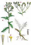 Wald-Greiskraut - Senecio sylvaticus L. 