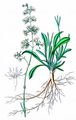 Ohrlöffel-Leimkraut - Silene otites (L.) Wibel