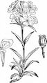 Gewöhnliche Pechnelke - Silene viscaria (L.) Jess.