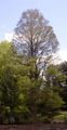 Echte Sumpfzypresse - Taxodium distichum (L.) Rich.