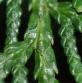 Northern White-Cedar - Thuja occidentalis L.