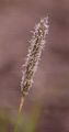 Meadow Foxtail - Alopecurus pratensis L.