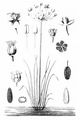 Flowering-Rush - Butomus umbellatus L.