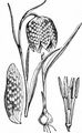 Gewöhnliche Schachblume - Fritillaria meleagris L.