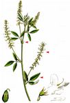 Weißer Steinklee - Melilotus albus Medik. 