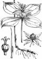 Vierblättrige Einbeere - Paris quadrifolia L.