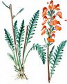 Flesh-Pink Lousewort - Pedicularis rostratospicata Crantz