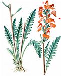Fleischrotes Läusekraut - Pedicularis rostratospicata Crantz 