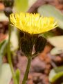 Geöhrtes Habichtskraut - Pilosella lactucella (Wallr.) P. D. Sell & C. West