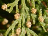 Morgenländischer Lebensbaum - Platycladus orientalis (L.) Franco
