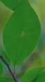 Gewöhnliche Traubenkirsche - Prunus padus L.