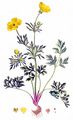 Knolliger Hahnenfuß - Ranunculus bulbosus L.