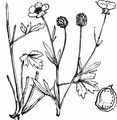 Sardischer Hahnenfuß - Ranunculus sardous Crantz