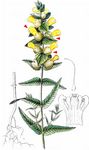 Zottiger Klappertopf - Rhinanthus alectorolophus (Scop.) Pollich 