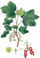 Rote Johannisbeere - Ribes rubrum L.