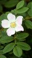 Small-Leaved Sweet-Briar - Rosa agrestis Savi