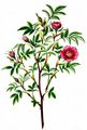 Zimt-Rose - Rosa majalis Herrm.