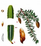Kanadische Hemlocktanne - Tsuga canadensis (L.) Carrière 